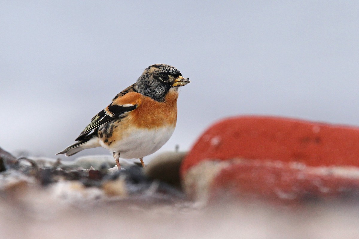 Brambling - Volker Hesse