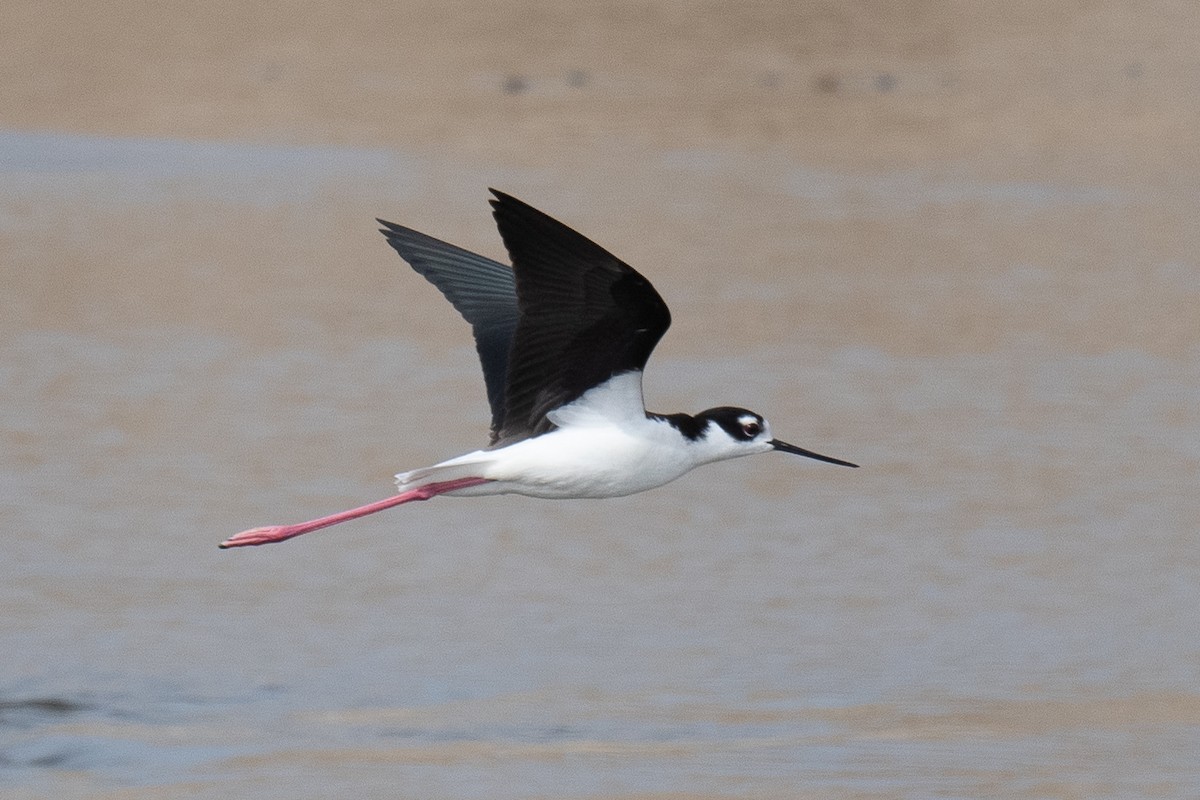 Black-necked Stilt - ML431806021