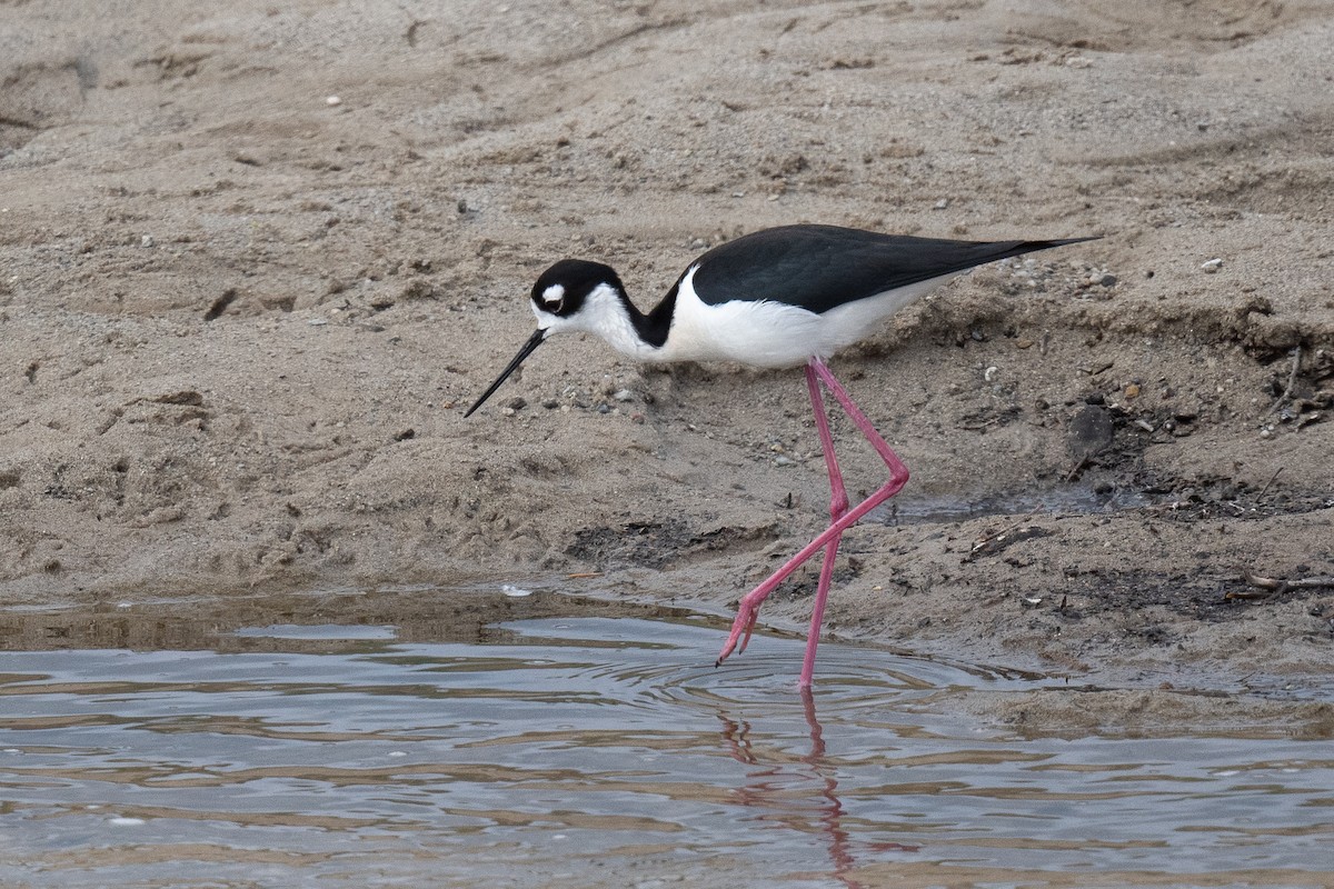 Black-necked Stilt - ML431806211