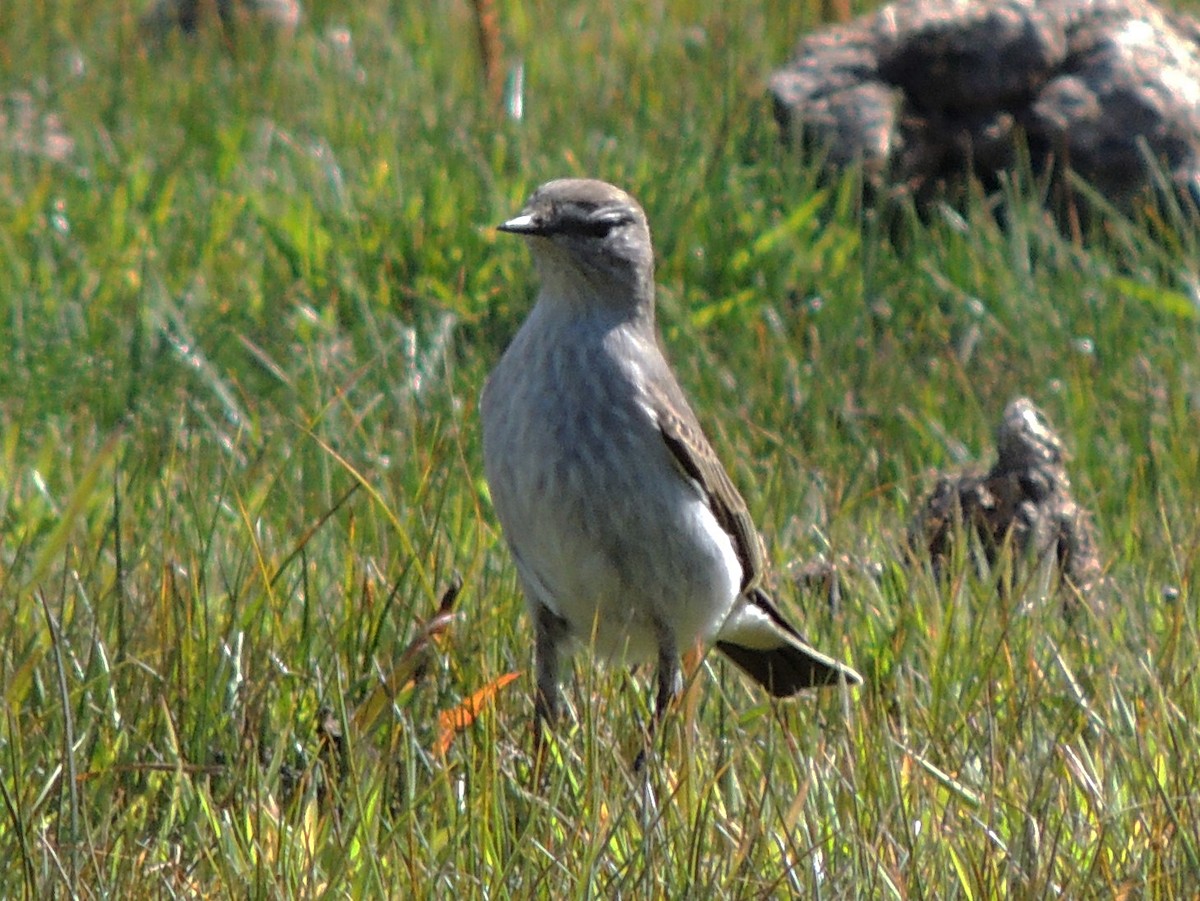 White-browed Ground-Tyrant - Simón Pla García