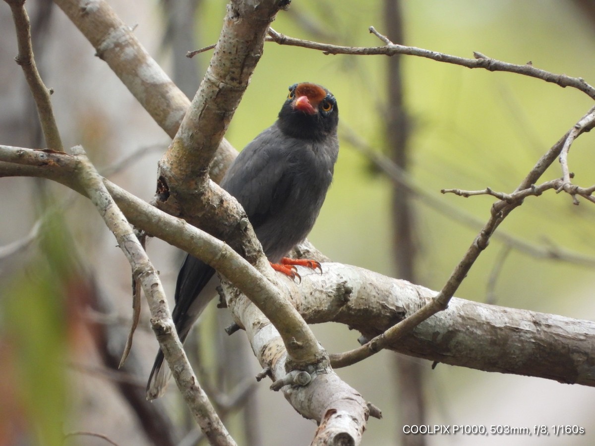 Chestnut-fronted Helmetshrike - ML431807991