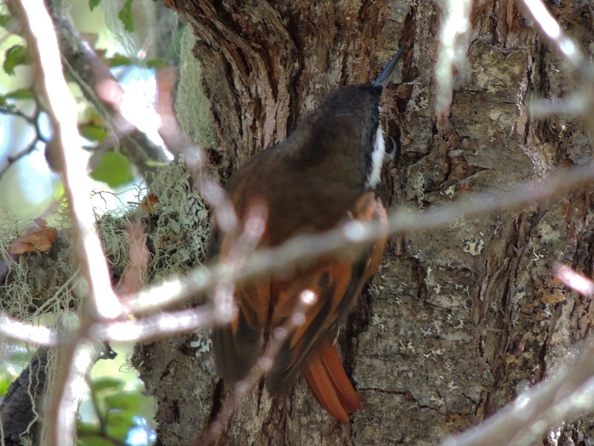 White-throated Treerunner - ML431808281