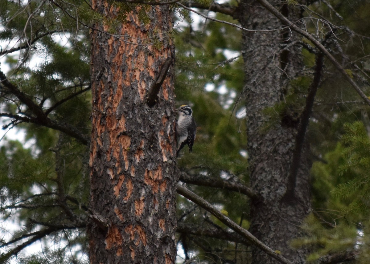 American Three-toed Woodpecker - ML431808821