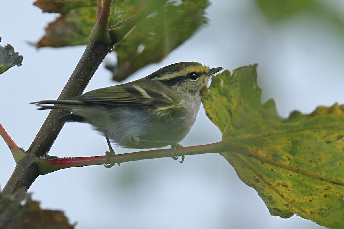 Mosquitero de Pallas - ML43181131