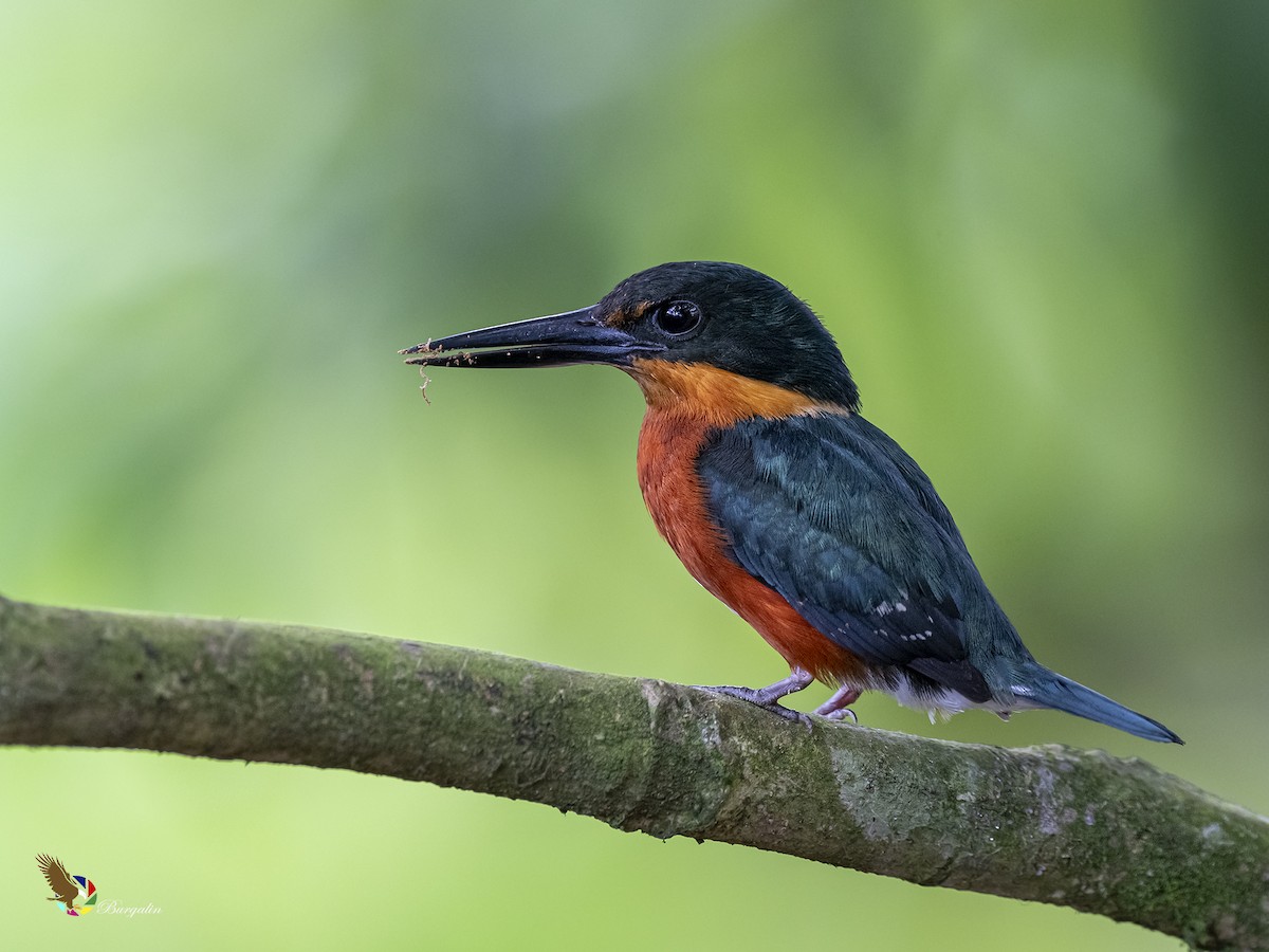 American Pygmy Kingfisher - ML431812301