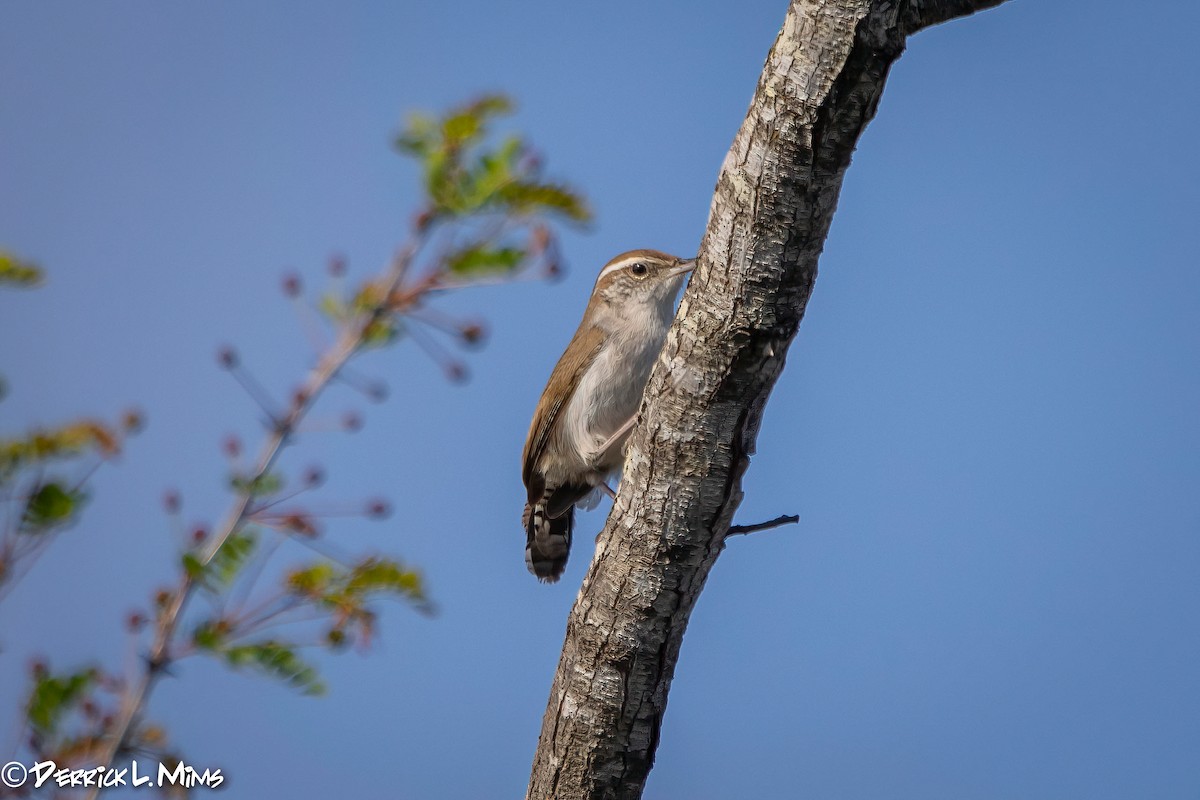 Buschzaunkönig - ML431813671