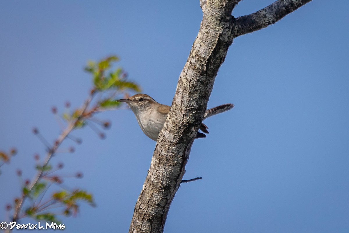 Buschzaunkönig - ML431813681