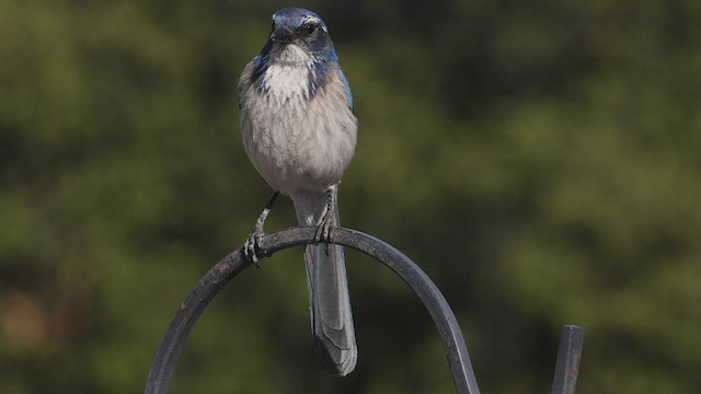 California Scrub-Jay - ML431816431