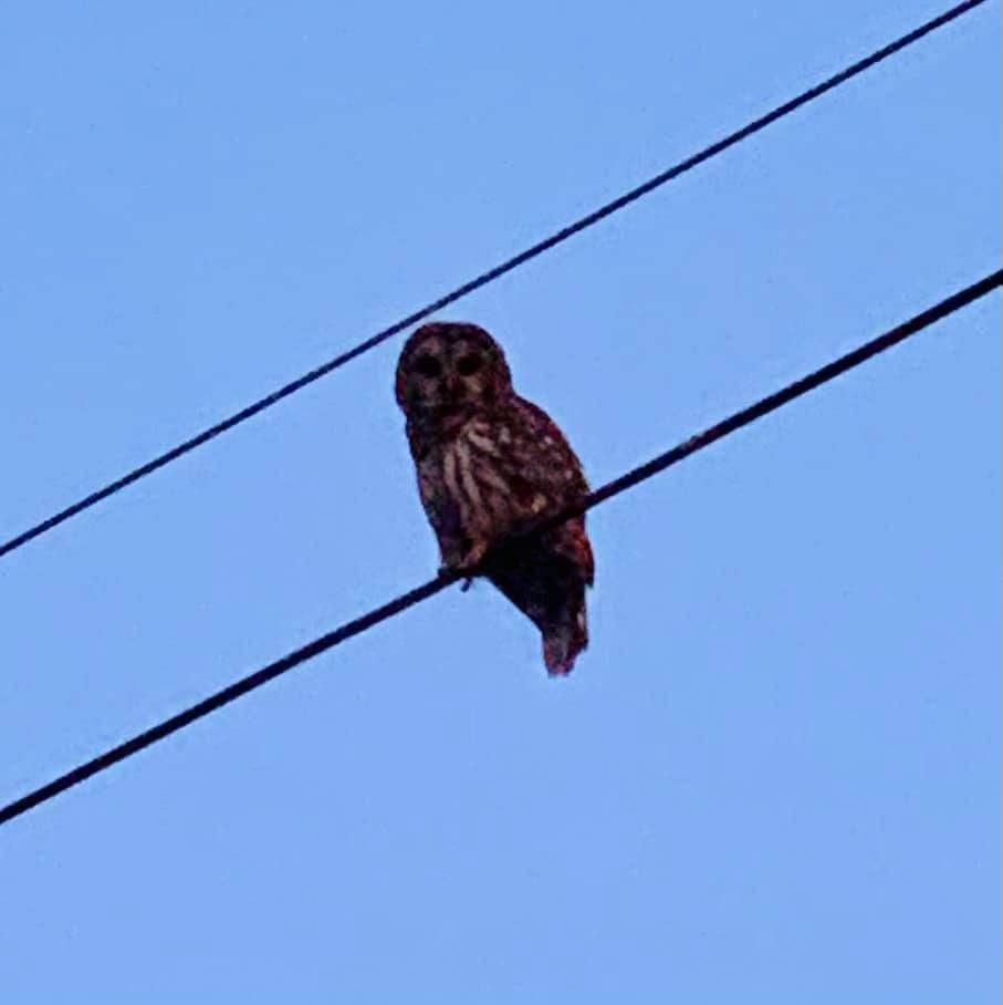 Barred Owl - ML431816851