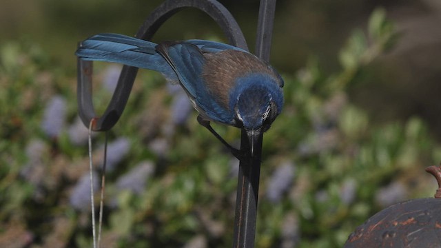 California Scrub-Jay - ML431818601