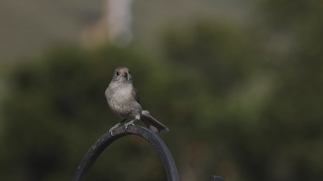 Oak Titmouse - ML431819241