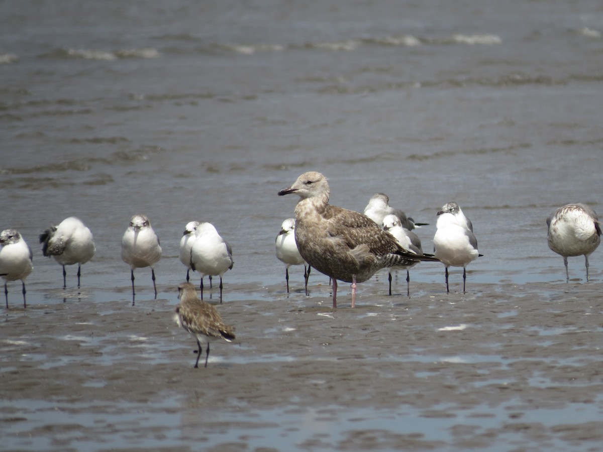 Herring Gull - ML43182101