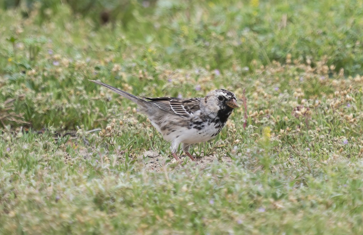 Harris's Sparrow - ML431821451