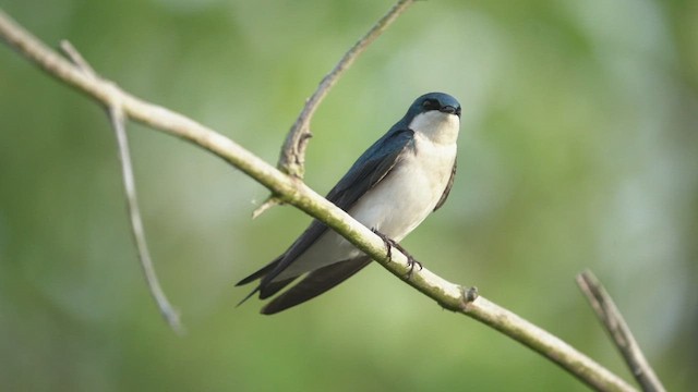 Golondrina Bicolor - ML431822431