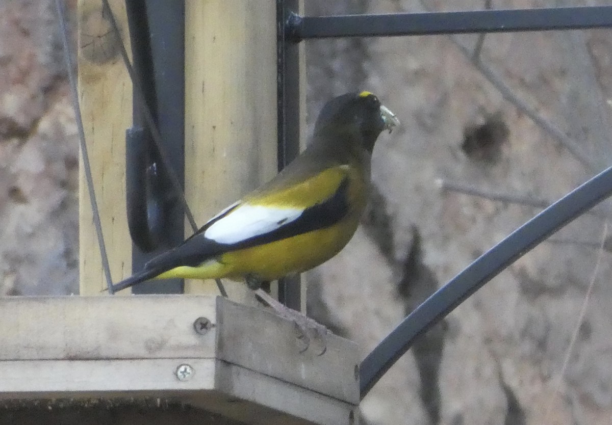 Evening Grosbeak - ML431824521