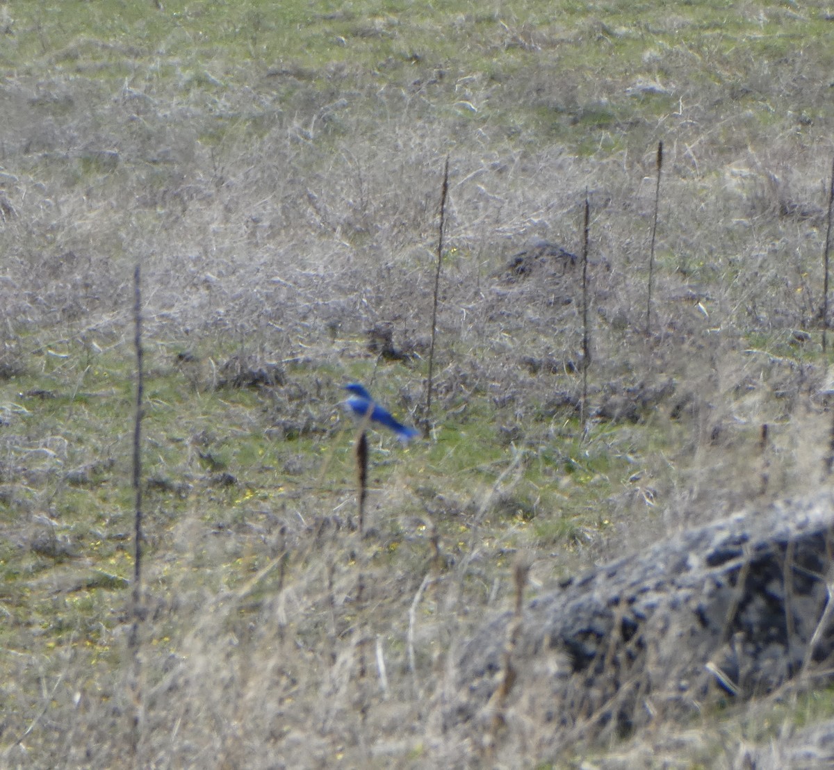 Mountain Bluebird - ML431826101
