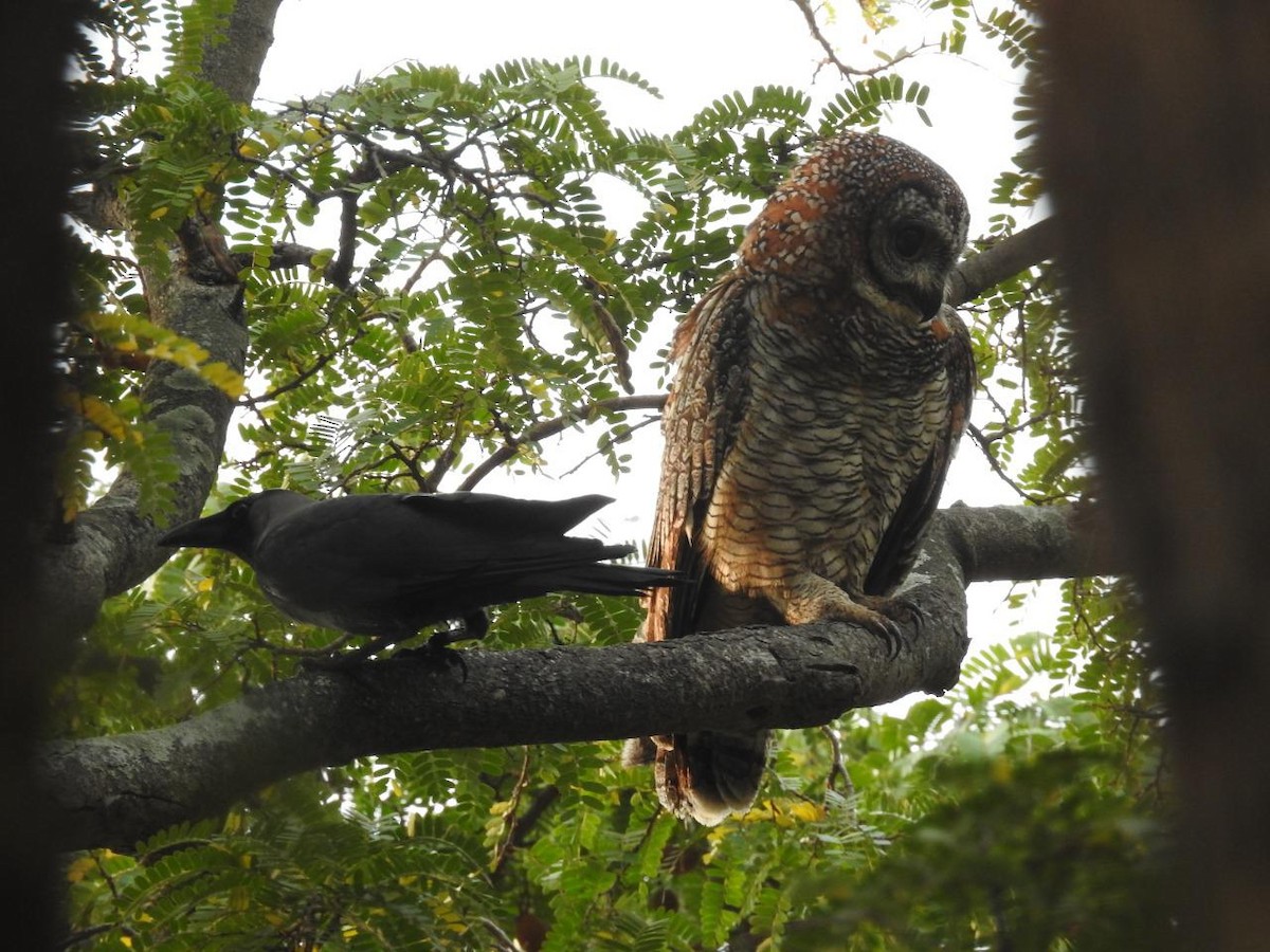 Mottled Wood-Owl - Coimbatore Nature Society