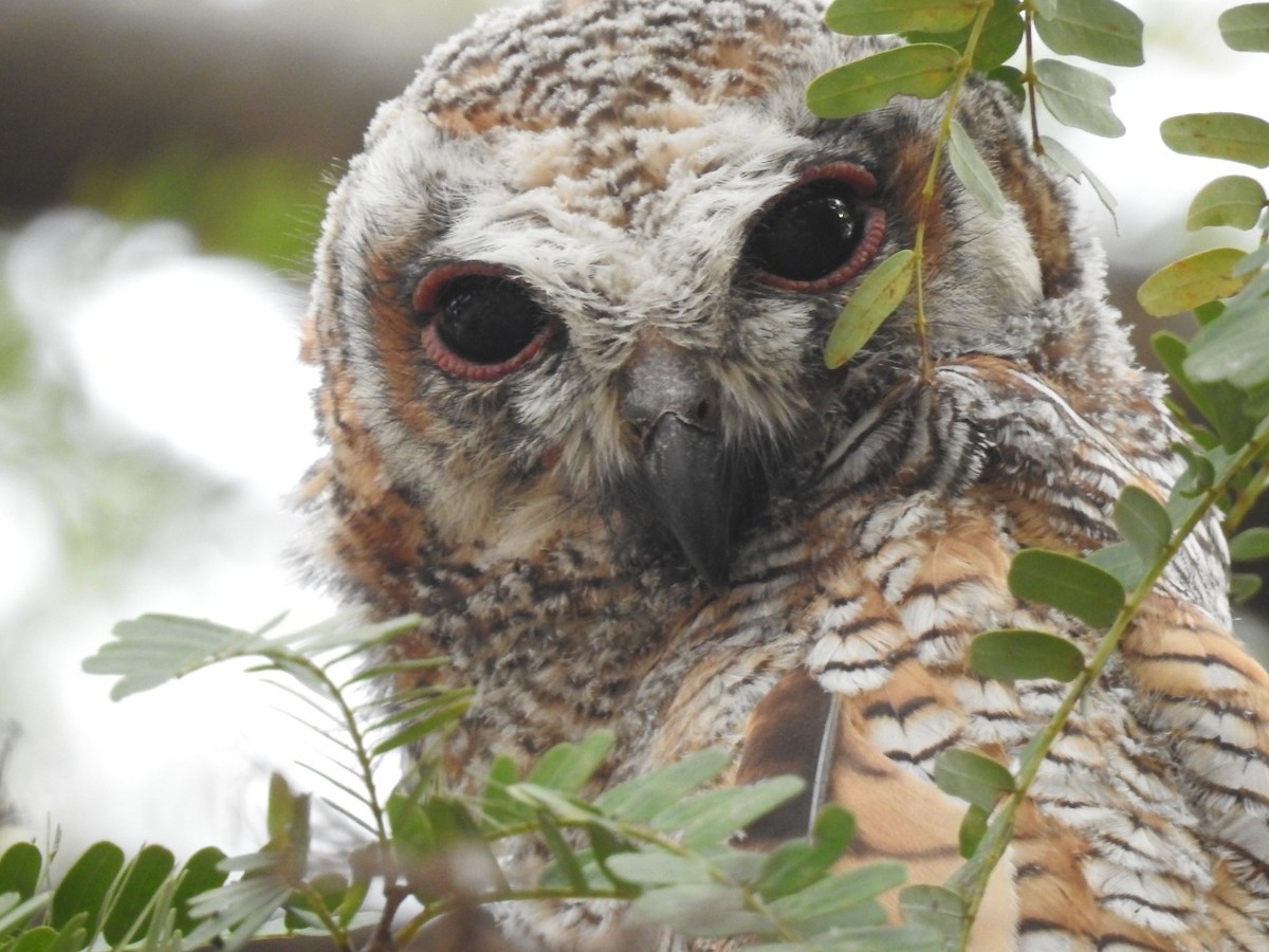 Mottled Wood-Owl - ML431826971