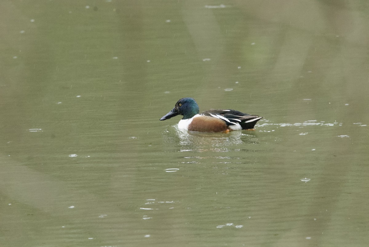 Northern Shoveler - ML431827601