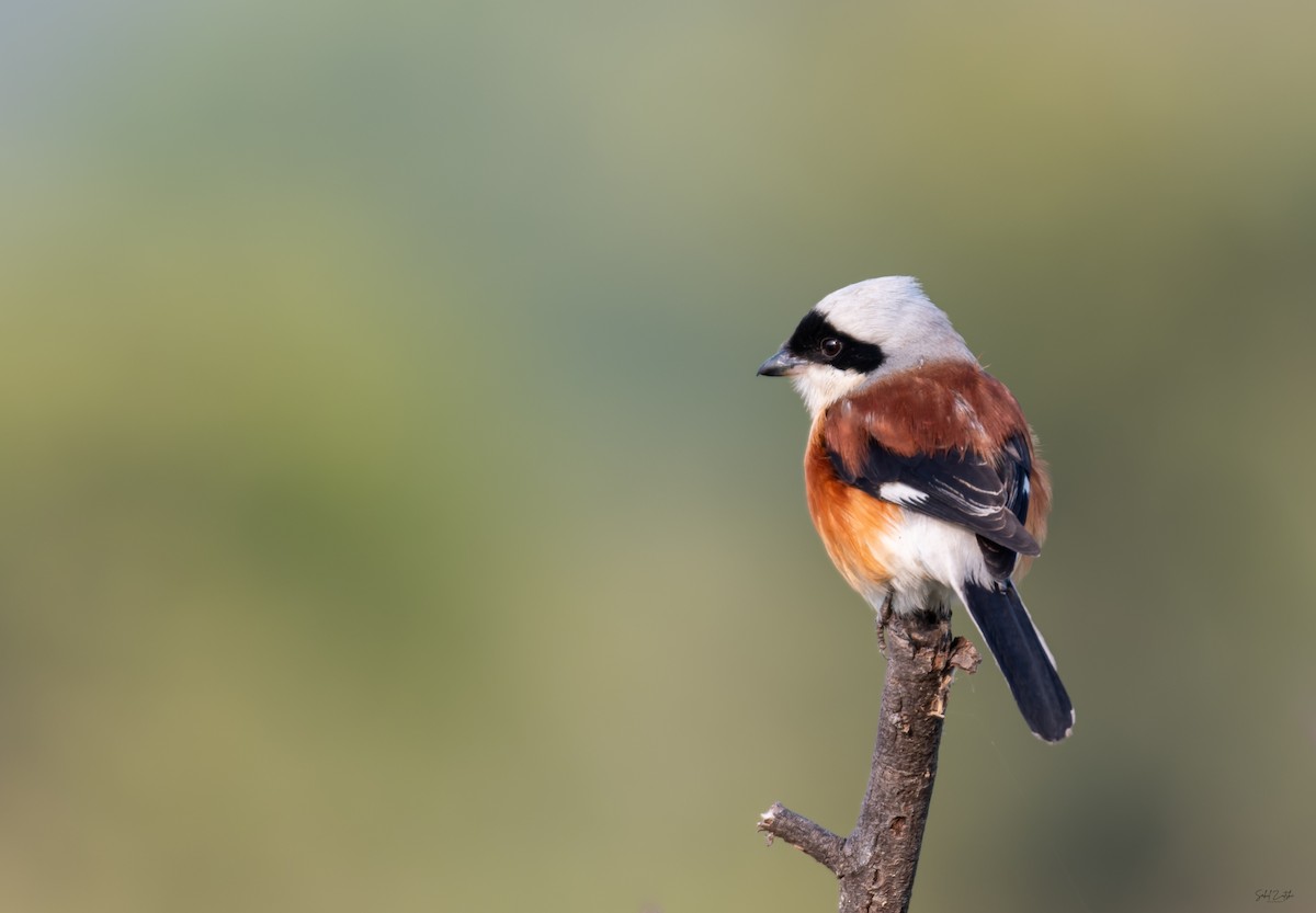 Bay-backed Shrike - ML431828571