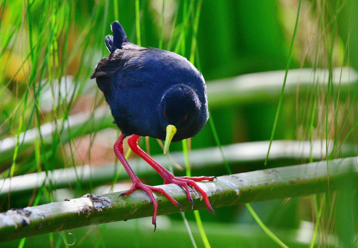 Black Crake - ML431829821