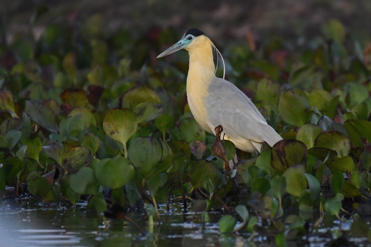 Capped Heron - ML431831111