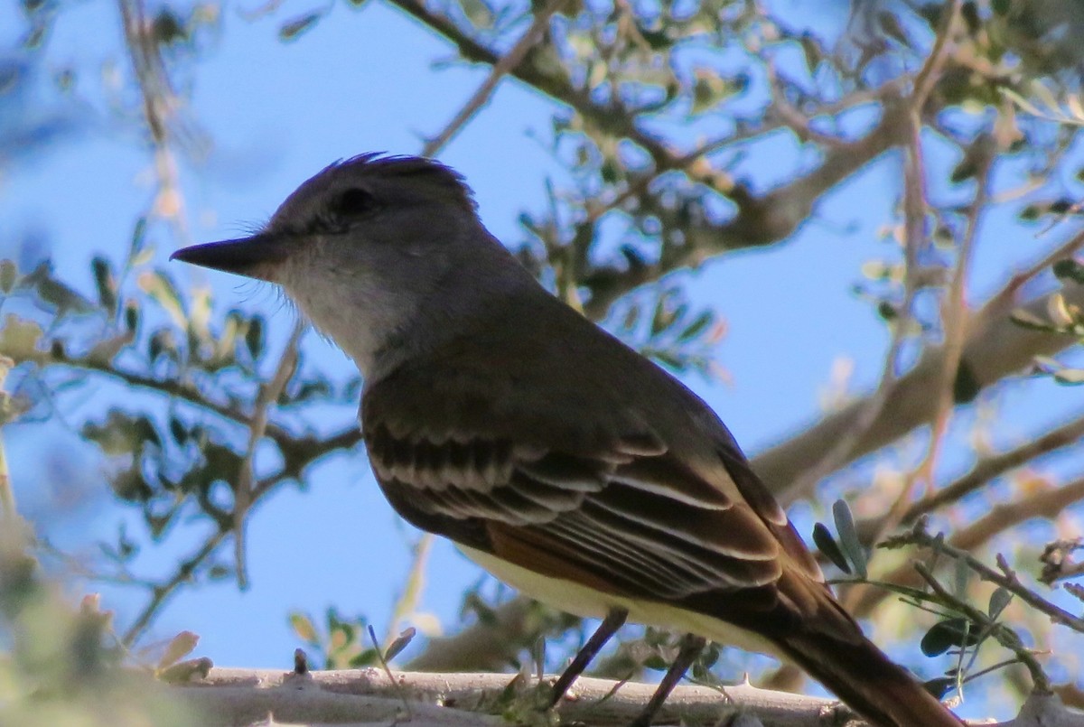 Ash-throated Flycatcher - ML431831731