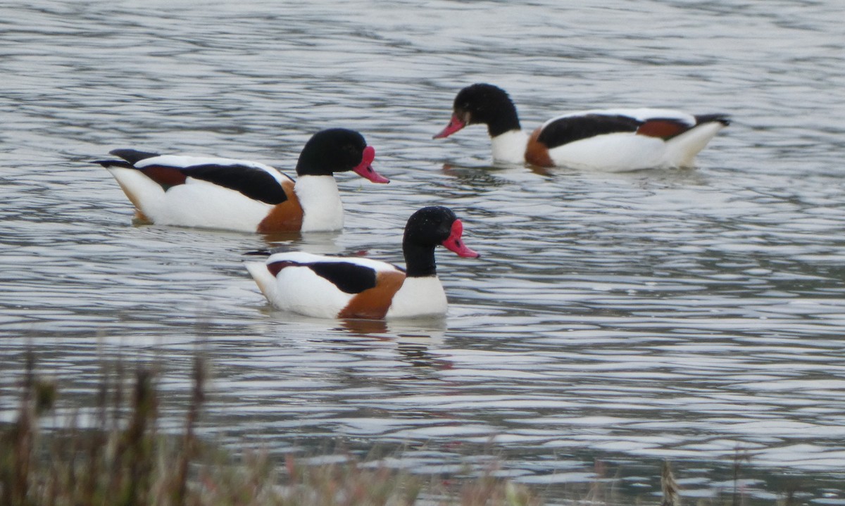 Common Shelduck - Ibai Llosa García