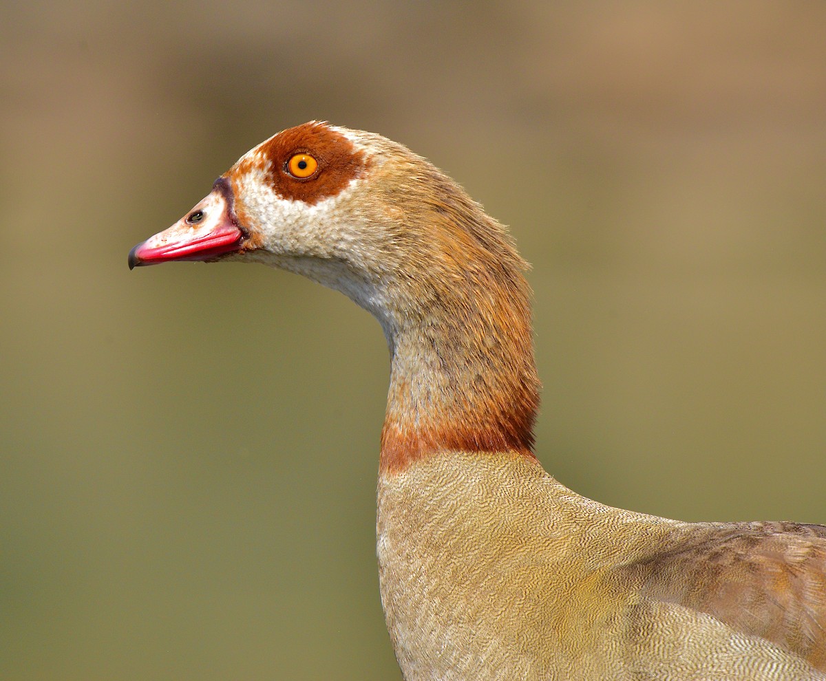 Egyptian Goose - ML431834991