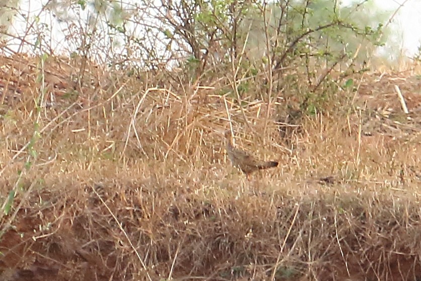 Painted Francolin - ML431835111