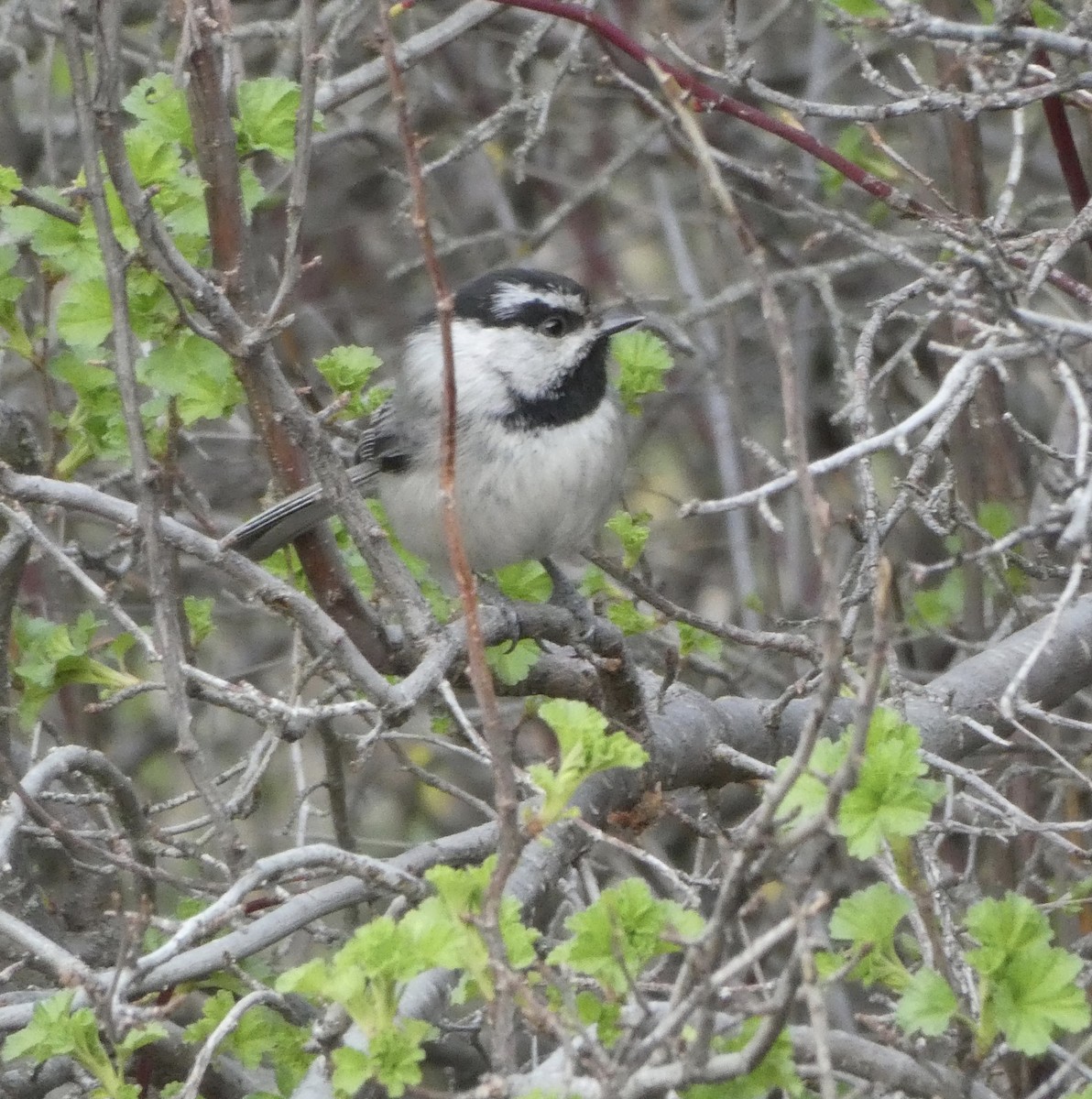 Mountain Chickadee - ML431835241