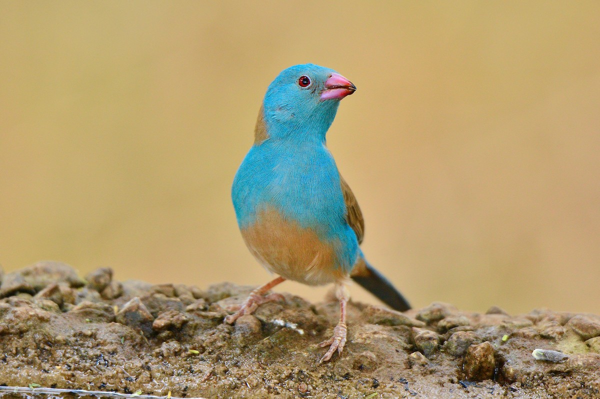 Blue-capped Cordonbleu - Odd Helge Gilja