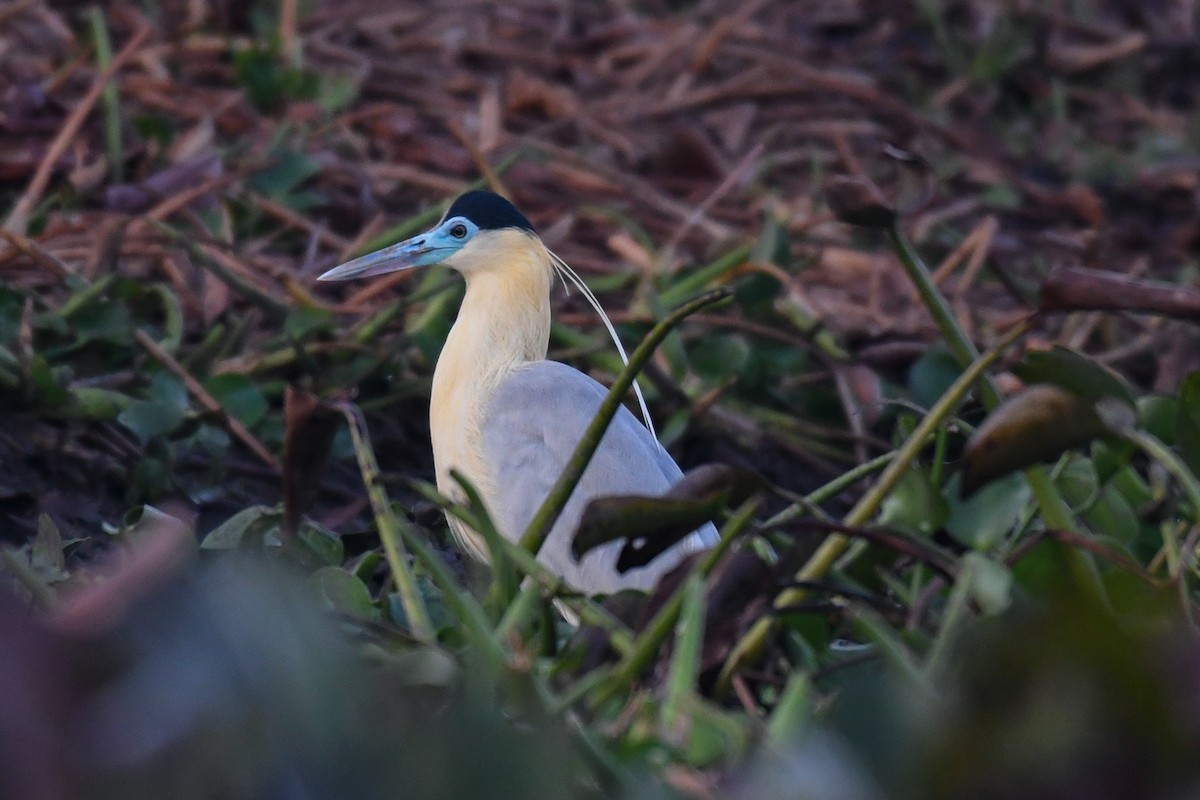 Capped Heron - ML431836321