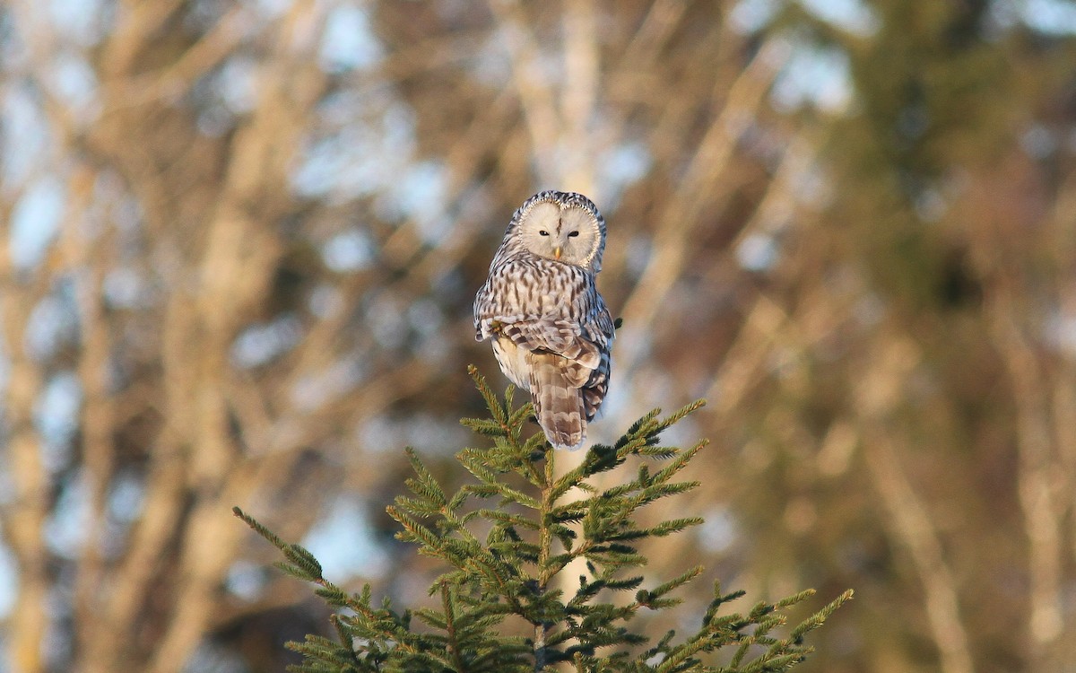 Ural Owl - ML431836861