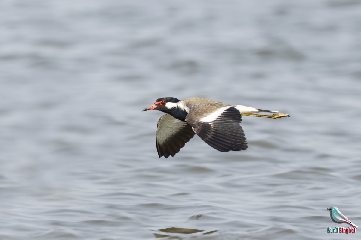 Red-wattled Lapwing - Sunil Singhal