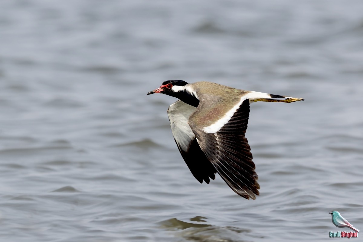 Red-wattled Lapwing - ML431836971