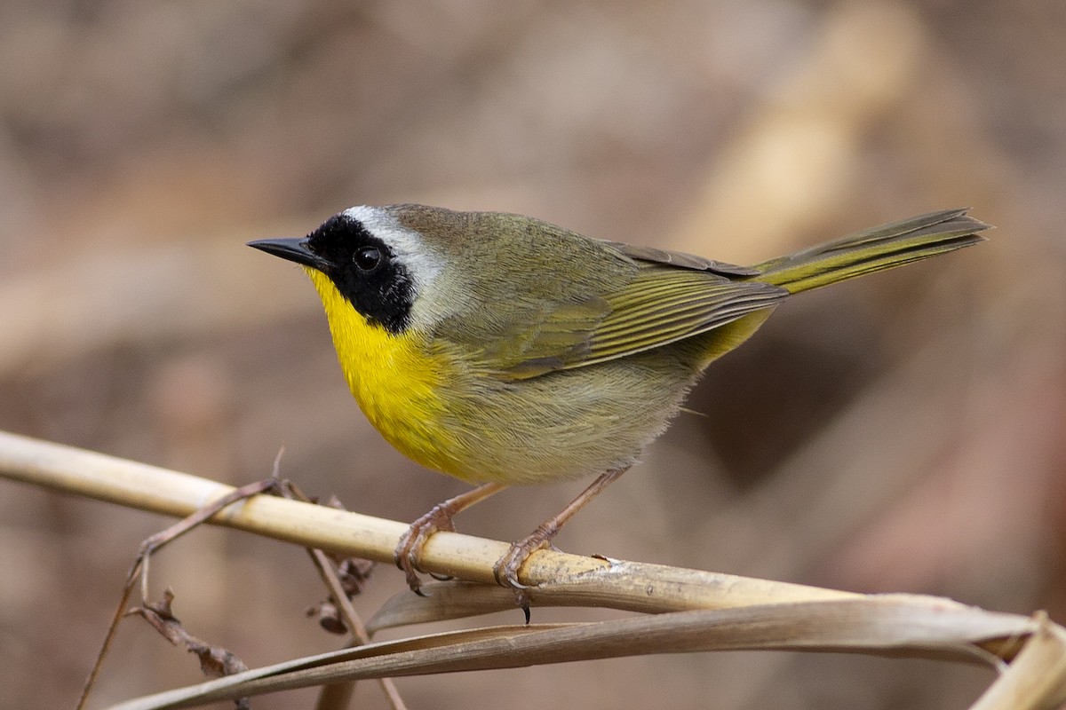 Common Yellowthroat - ML431839701