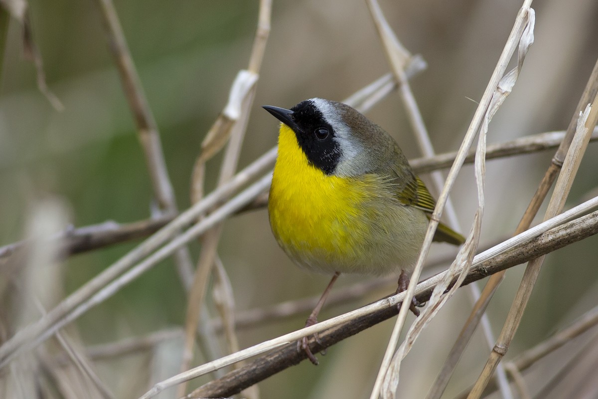 Common Yellowthroat - ML431839711