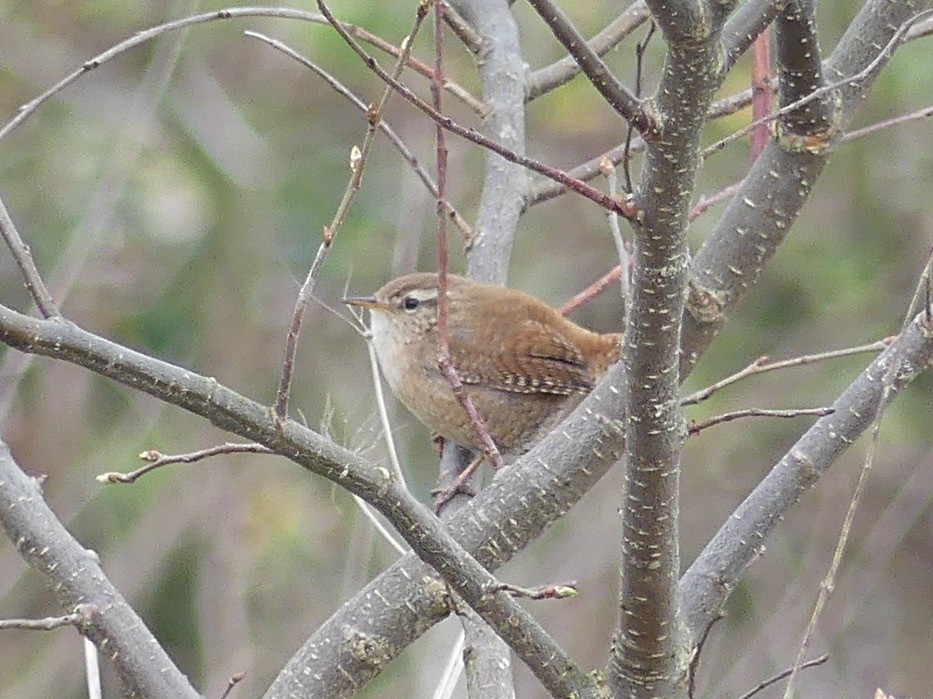 Eurasian Wren - ML431840811