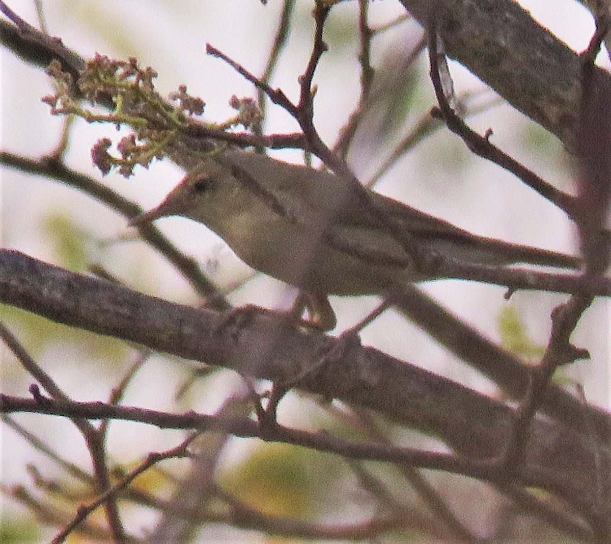 Blyth's Reed Warbler - ML431841561