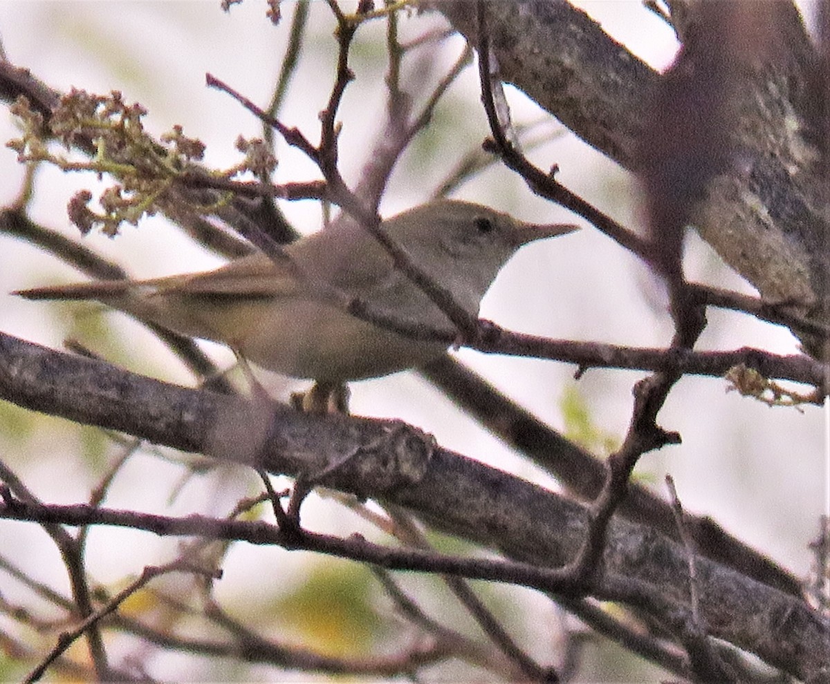 Blyth's Reed Warbler - ML431841571