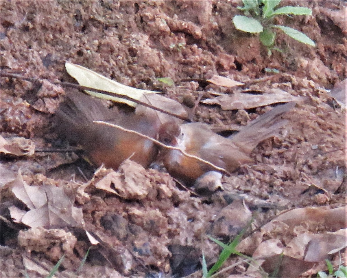 Tawny-bellied Babbler - ML431841591