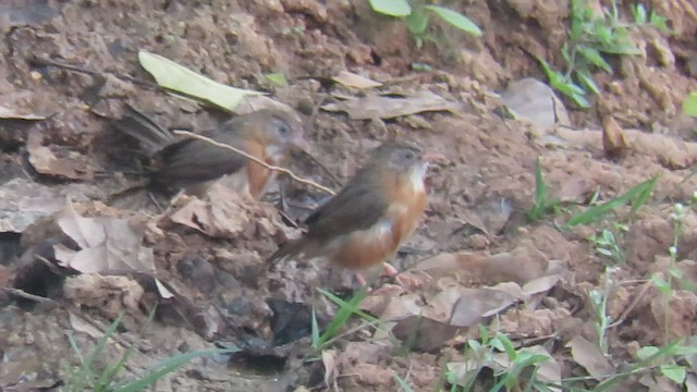 Tawny-bellied Babbler - ML431841671