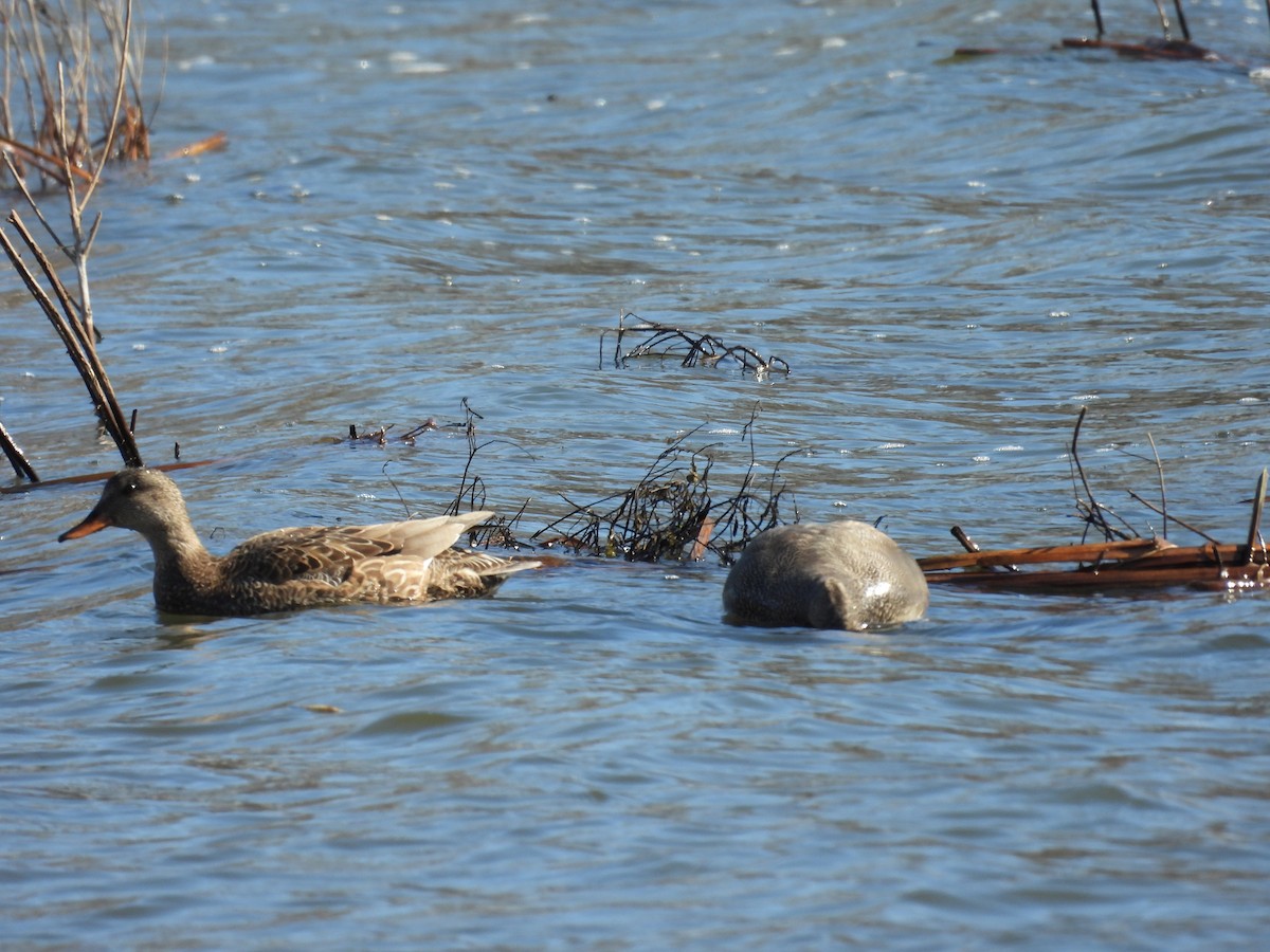 Gadwall - ML431841771