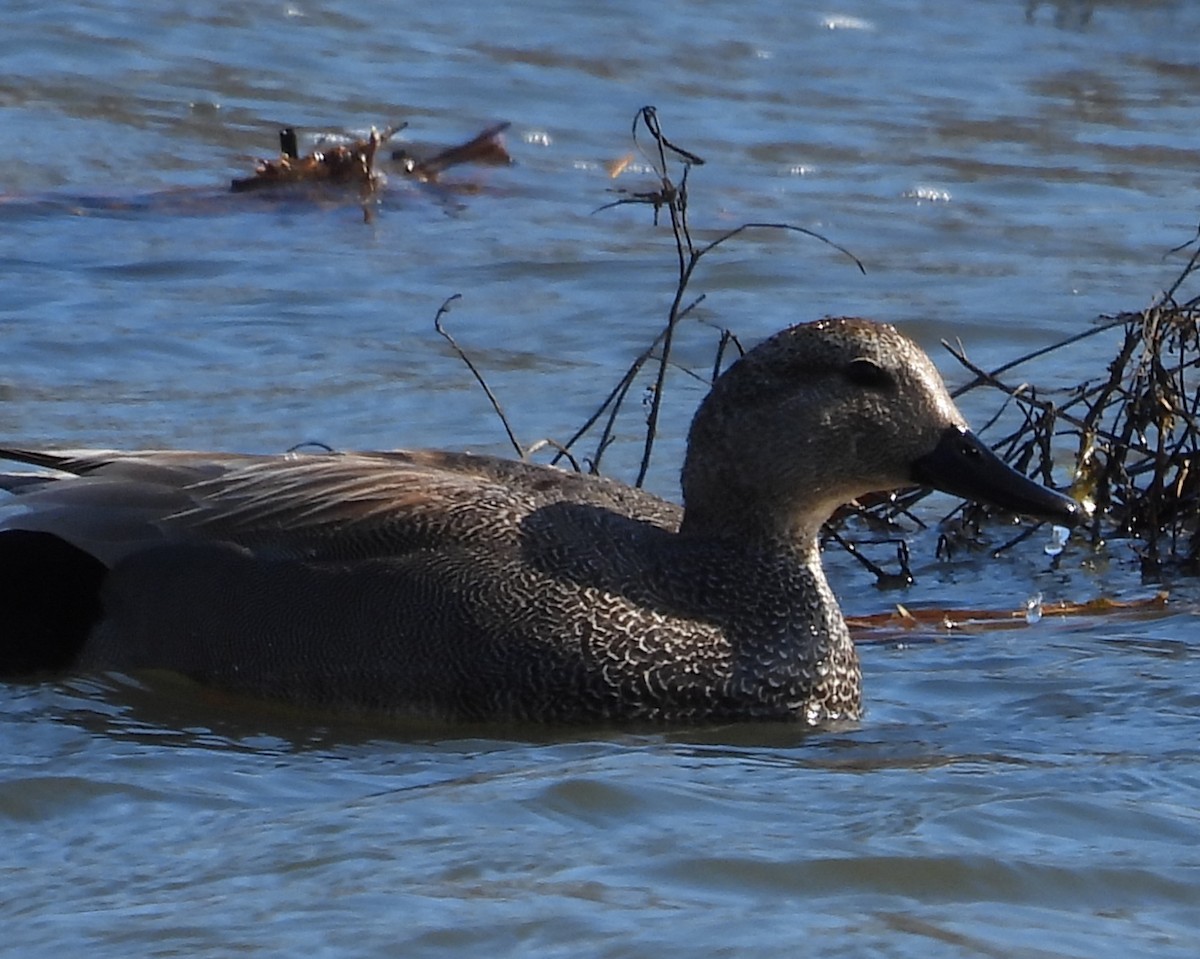 Canard chipeau - ML431841941