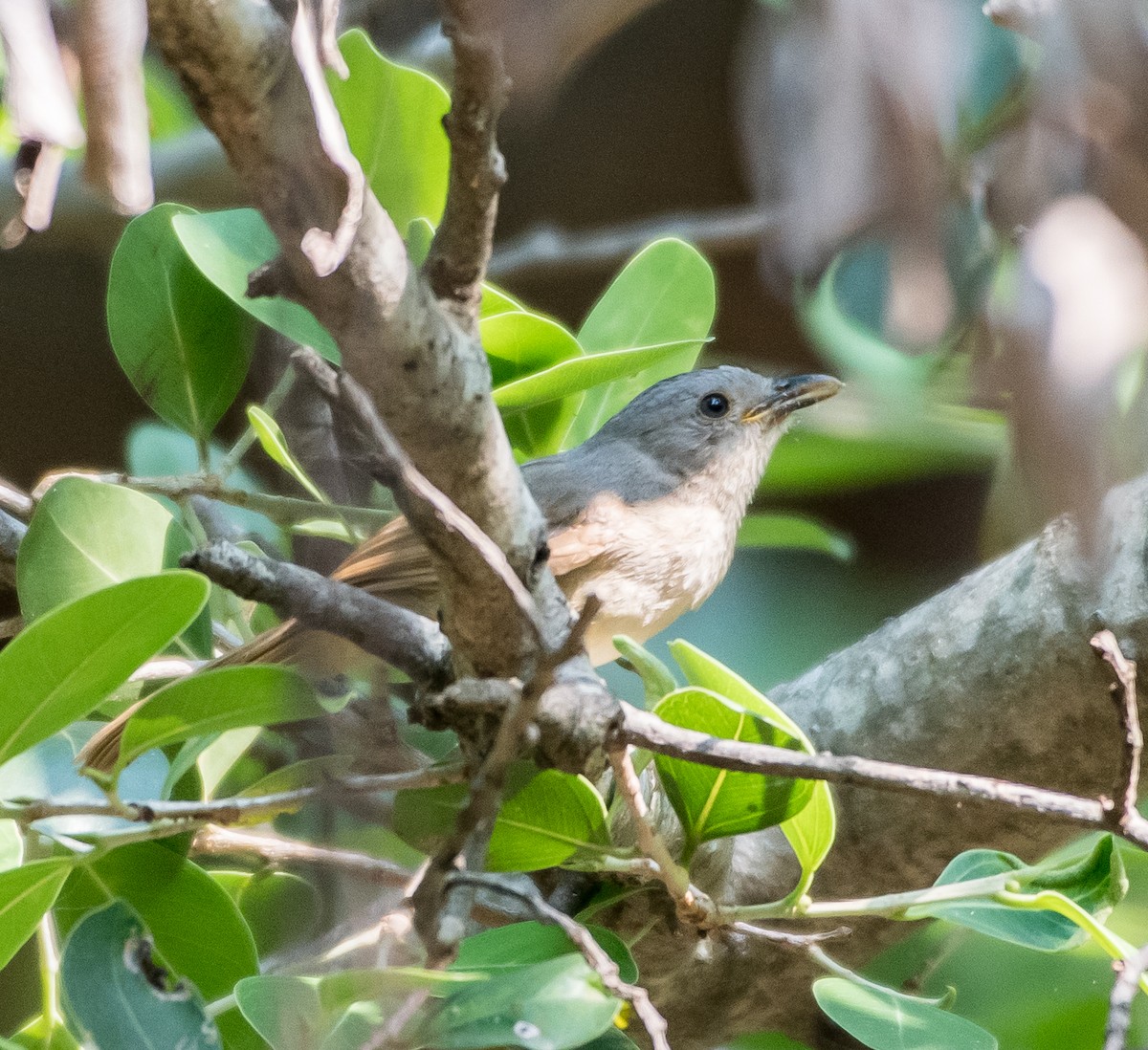 Brown-cheeked Fulvetta - ML431842681