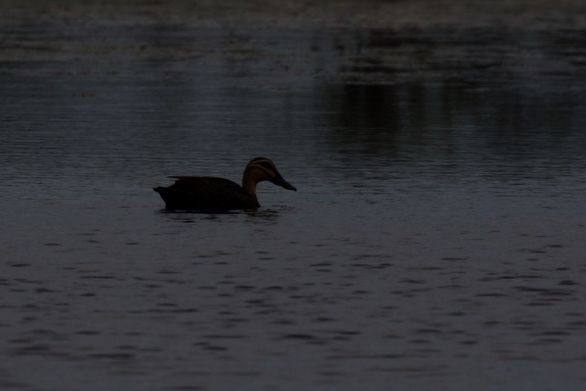 Canard à sourcils - ML431842741