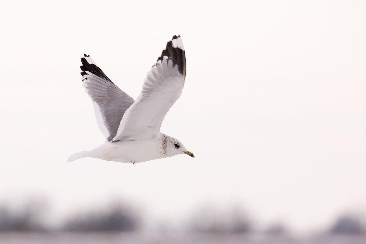 Common Gull - ML431843231