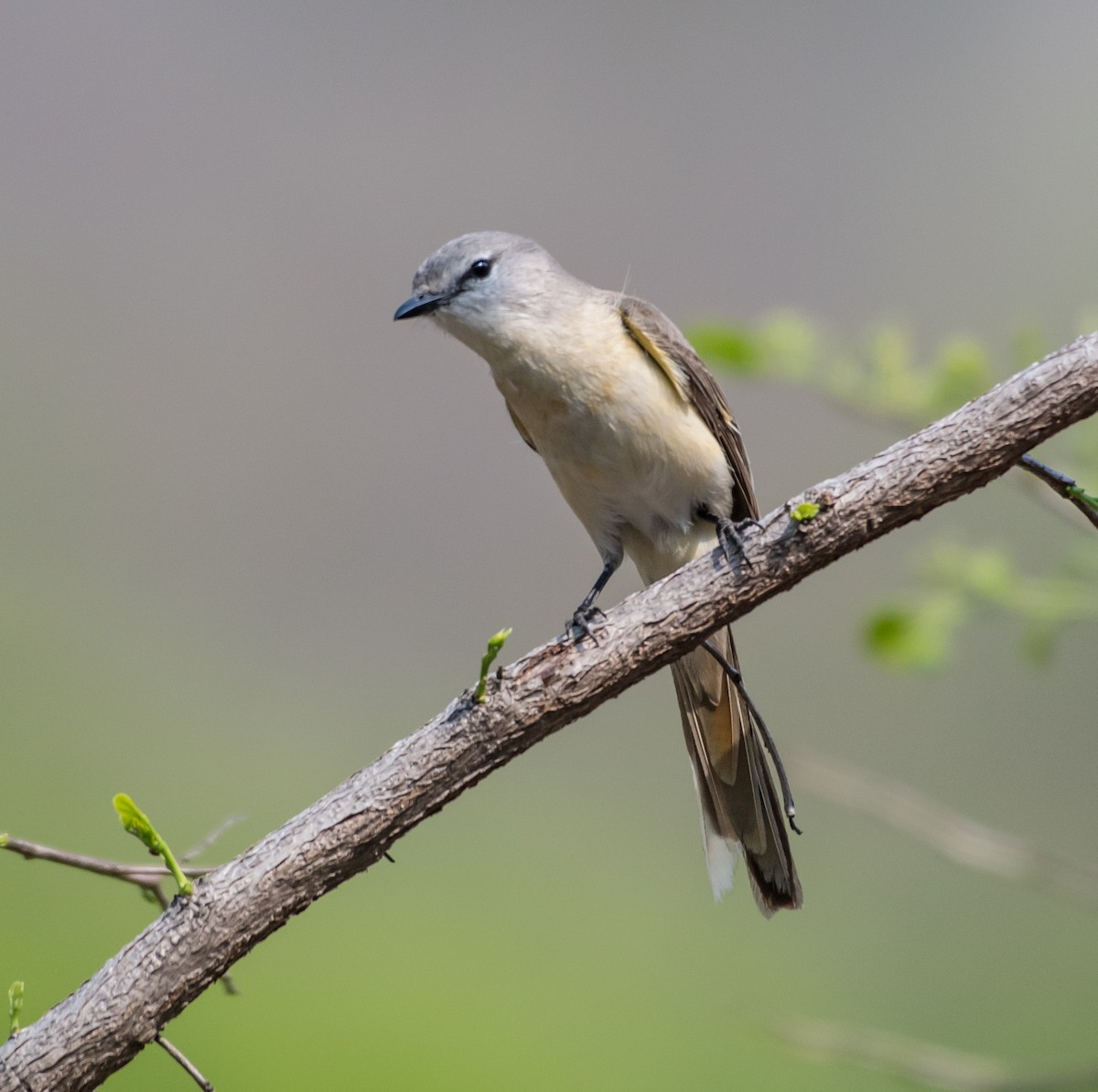 Small Minivet - ML431843641