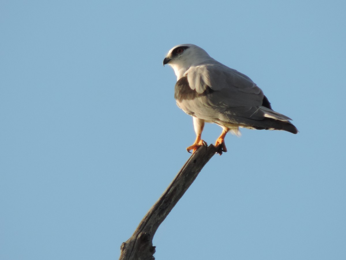 Black-shouldered Kite - Geoff Coates